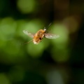 Bee-fly in Flight