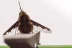 Large Bee-fly (Bombylius major)