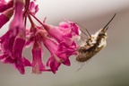 Dark-edged bee-fly on Ribes