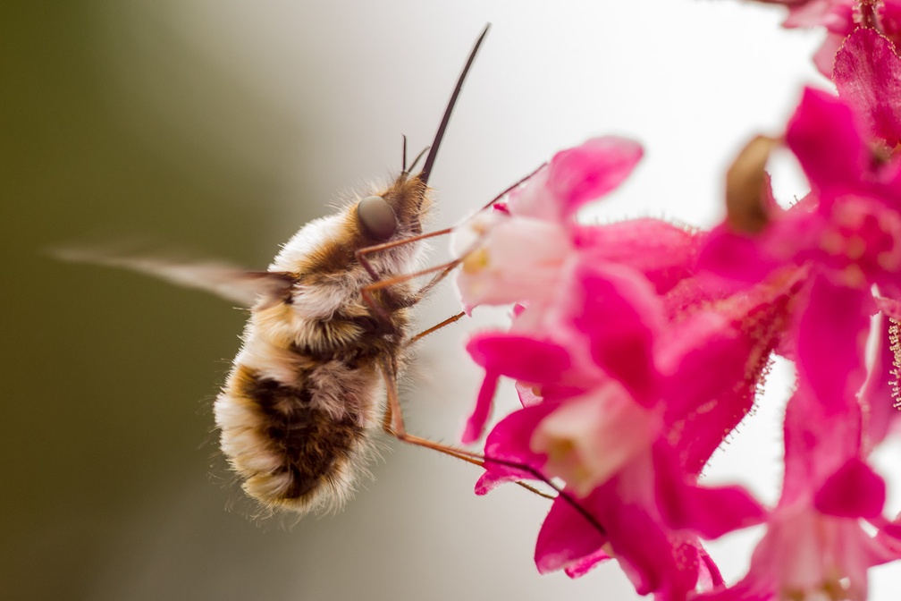 Large Bee-fly on Flowering Current