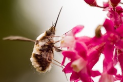 Bee-Fly on Red Flowering Currant