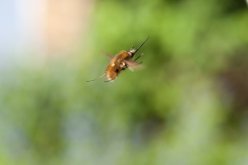 Hovering Bee-fly