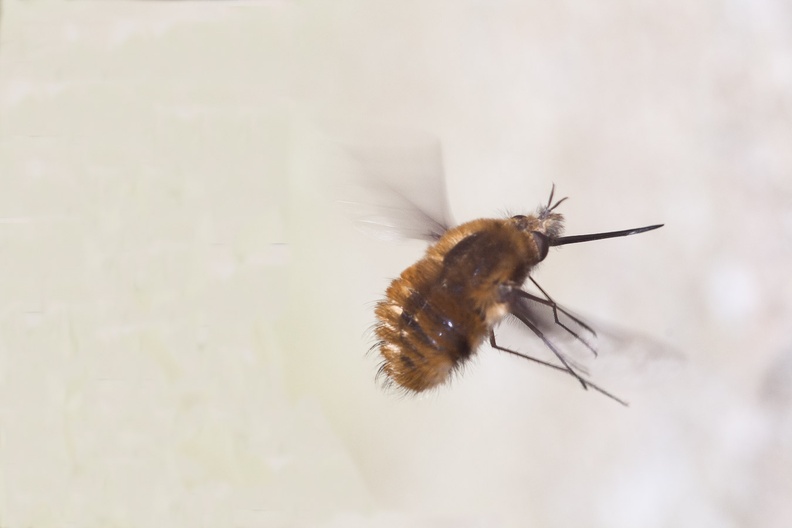 Large Bee-Fly in Flight