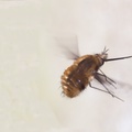 Large Bee-Fly in Flight