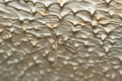 Crane Fly (Tipula oleracea)