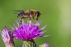 Drone Fly on Thistle Flower