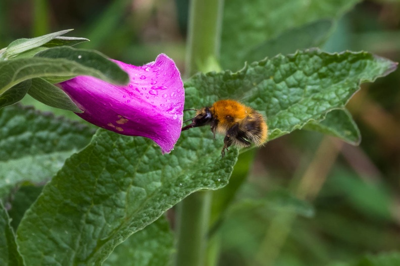 Bumblebee visiting Foxglove