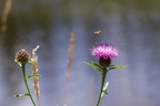 Hoverfly above Knapweed Flower
