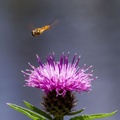 Hoverfly above Knapweed Flower