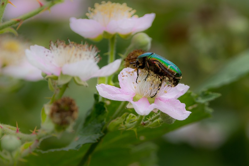 Rose Chafer Beetle