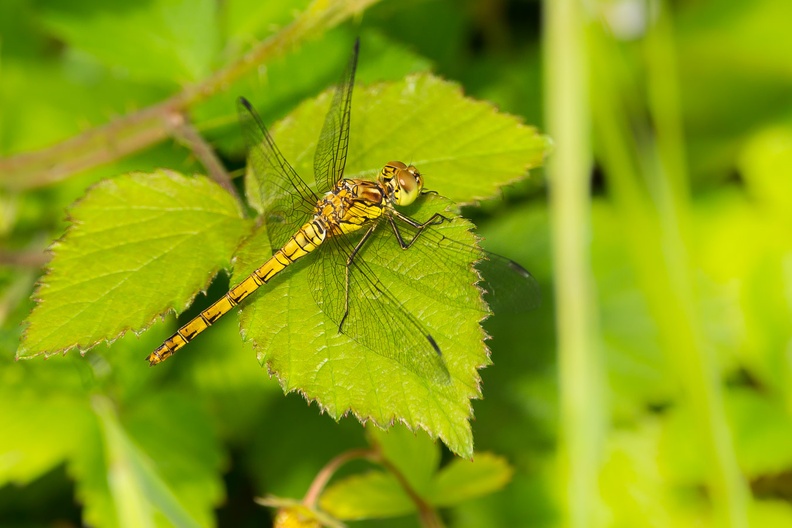 common-darter-dragonfly-s150-600-g-6D3658.jpg