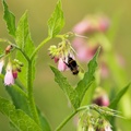 Bumblebee on Comfrey Flower