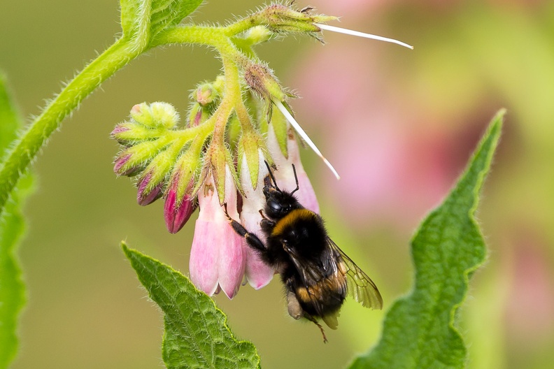 bumblebee-comfrey-s150-600-cg-6D3669.jpg