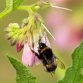 Bumblebee on Comfrey Flower