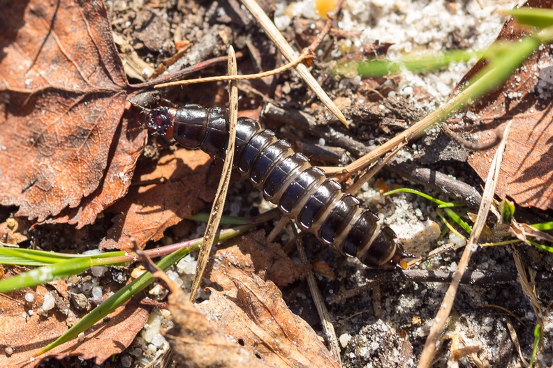beetle-larva-sp35-80-g-6D04745.jpg