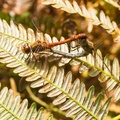Common Darter Dragonfly Pairing