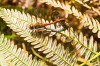 Common Darter Dragonfly Pairing