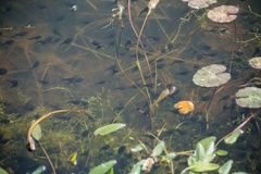 Common Toad Tadpoles