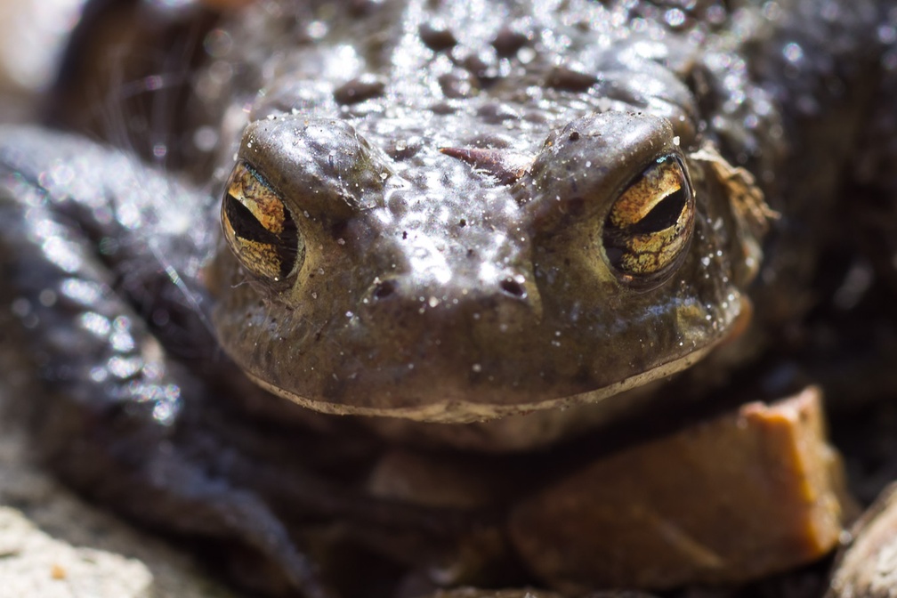 Common Toad Portrait