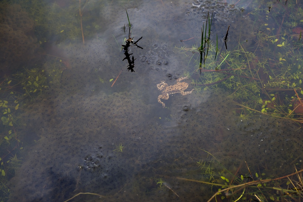 Toad Swimming through Frogspawn
