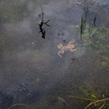 Toad Swimming through Frogspawn