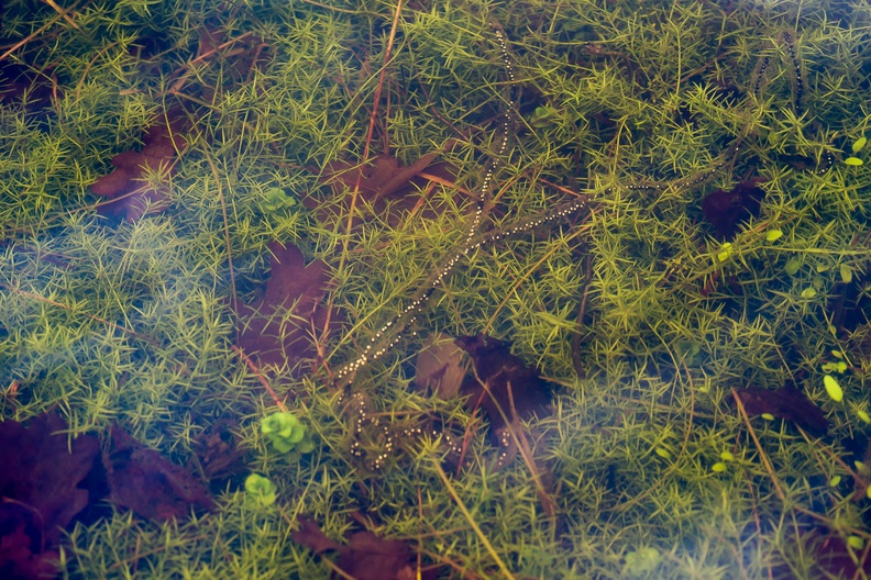 Toad Spawn