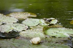Grey Wagtail on lily Pad