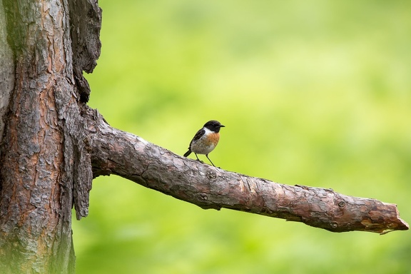 Male Stonechat Bird