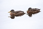 Juvenile Mallard Ducks