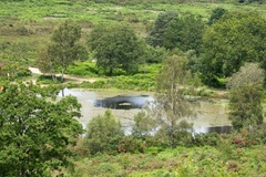 Caesar's Camp Horse Swimming Pond