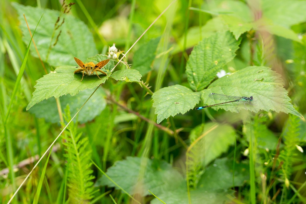 Large Skipper and Blue-tailed Damselfly