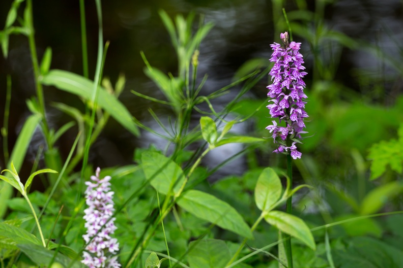 spotted-orchid-s150-600-g-6D4045.jpg