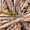 Black-tailed Skimmer Female Dragonfly