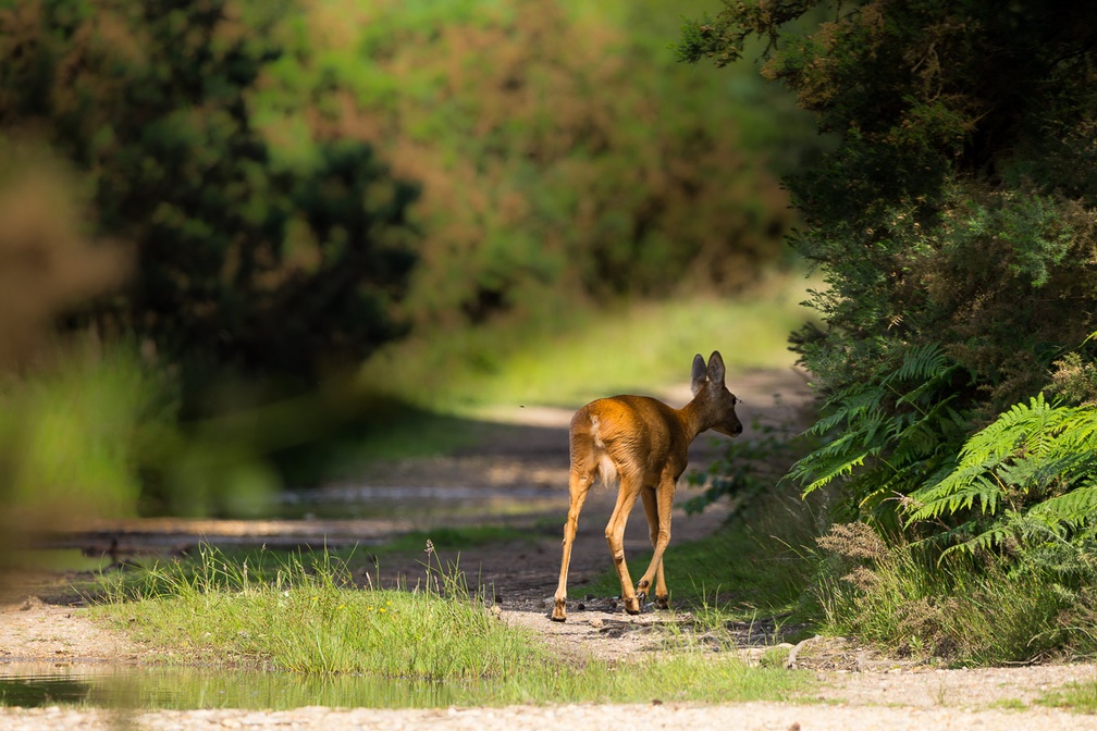 Roe Deer on Path