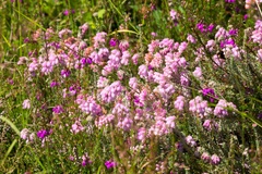 Pink Bell Heather