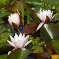 Water-lily