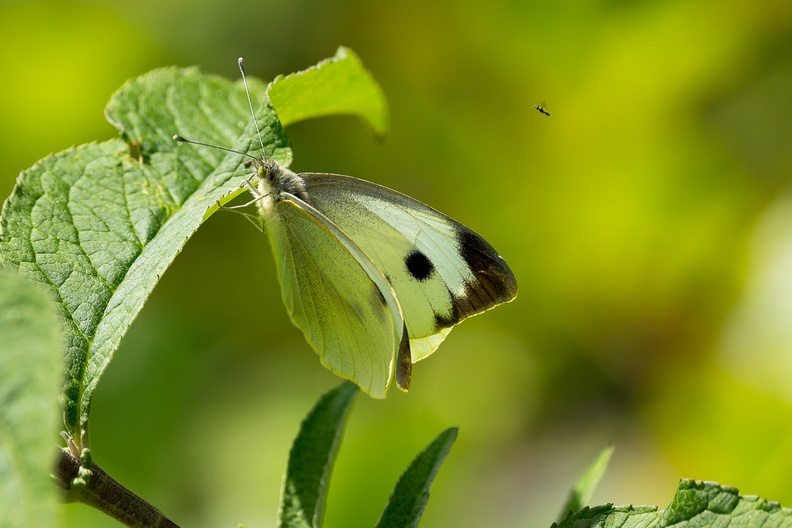 Large Cabbage White Butterfly