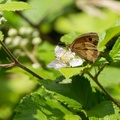 Meadow Brown Butterfly on Bramble Flower