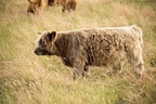 Highland Calf in a Hayfield
