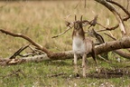 Fallow Deer Stag