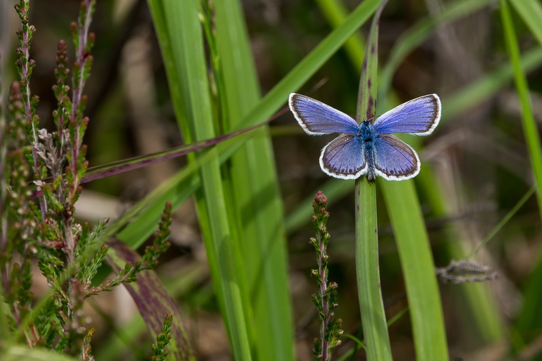 Silver-studded Blue Butterfly