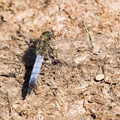 Black-tailed Skimmer Male Dragonfly