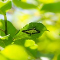 Box Tree Moth