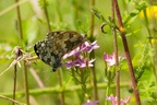 Marbled White Mating Pair