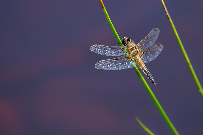 dragonfly-s150-600-g-6D4765.jpg