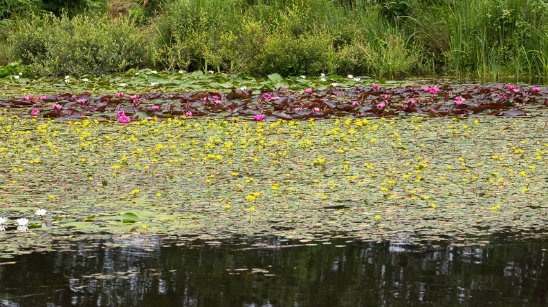 water-lilies-s150-600-g-6D4498.jpg
