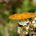 Silver-washed Fritillary Butterfly on Bramble