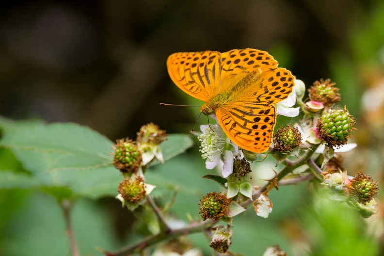 Silver-washed Fritillary Butterfly on Blackberry