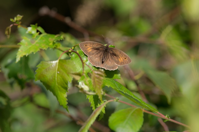 meadow-brown-butterfly-s150-600-g-6D4291.jpg