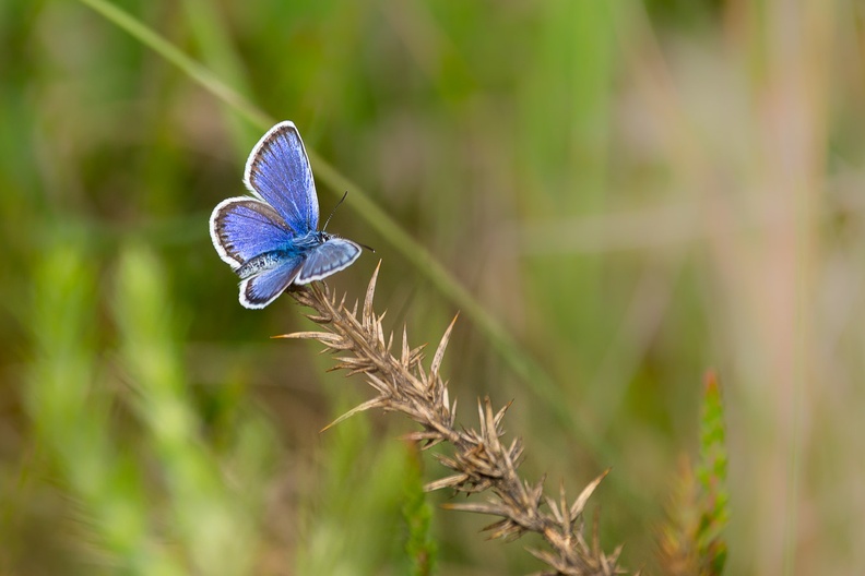 Silver-studded Blue Butterfly on Gorse